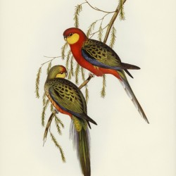 The Earl of Derbys Parrakeet Platycercus icterotis illustrated by Elizabeth Gould 1804–1841 for John Gould’s 1804-1881 Birds of Australia 