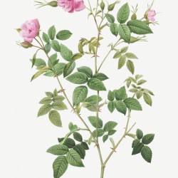 Pink flowering rosebush