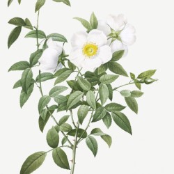 Blooming white roses