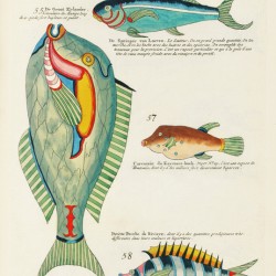 Colourful and surreal illustrations of fishes found in Moluccas Indonesia and the East Indies by Louis Renard 1678 -1746 from Histoire naturelle des plus rares curiositez de la mer des Indes 1754.