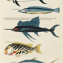 Colourful and surreal illustrations of fishes found in Moluccas Indonesia and the East Indies by Louis Renard 1678 -1746 from Histoire naturelle des plus rares curiositez de la mer des Indes 1754.