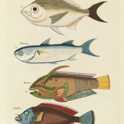 Colourful and surreal illustrations of fishes found in Moluccas Indonesia and the East Indies by Louis Renard 1678 -1746 from Histoire naturelle des plus rares curiositez de la mer des Indes 1754.