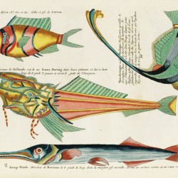 Colourful and surreal illustrations of fishes found in Moluccas Indonesia and the East Indies by Louis Renard 1678 -1746 from Histoire naturelle des plus rares curiositez de la mer des Indes 1754.