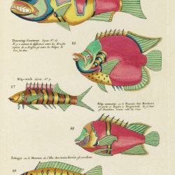 Colourful and surreal illustrations of fishes found in Moluccas Indonesia and the East Indies by Louis Renard 1678 -1746 from Histoire naturelle des plus rares curiositez de la mer des Indes 1754.