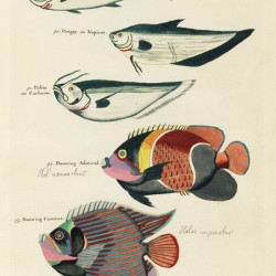 Colourful and surreal illustrations of fishes found in Moluccas Indonesia and the East Indies by Louis Renard 1678 -1746 from Histoire naturelle des plus rares curiositez de la mer des Indes 1754.