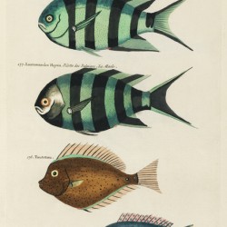 Colourful and surreal illustrations of fishes found in Moluccas Indonesia and the East Indies by Louis Renard 1678 -1746 from Histoire naturelle des plus rares curiositez de la mer des Indes 1754.