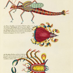Colourful and surreal illustrations of fishes and crabs found in Moluccas Indonesia and the East Indies by Louis Renard 1678 -1746 from Histoire naturelle des plus rares curiositez de la mer des Indes 1754.