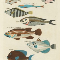Colourful and surreal illustrations of fishes found in Moluccas Indonesia and the East Indies by Louis Renard 1678 -1746 from Histoire naturelle des plus rares curiositez de la mer des Indes 1754.