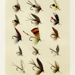 Trout Flies 