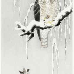 Hawk with captured ring sparrow 1900 - 1930 by Ohara Koson 1877-1945.