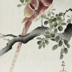 Copper pheasant 1900 - 1930 by Ohara Koson 1877-1945.