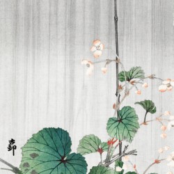 Begonia in the rain 1930 - 1945 by Ohara Koson 1877-1945.