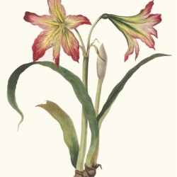 Amaryllis Psittacina 1834