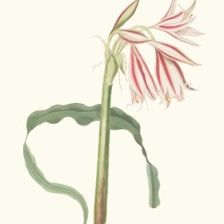 Crinum Ornatum 1834