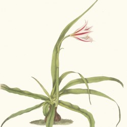 Crinum Yuccæides 1834
