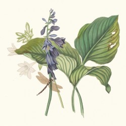 Hemerecalliscarulea Hemerecallis Japonica 1834