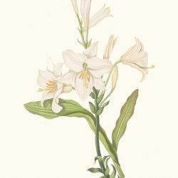 Lilium Candidum 1834
