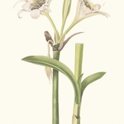 Pancratium Calathinum. 1834