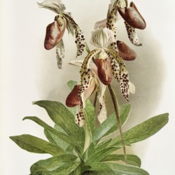 Dendrobium brymerianum from Reichenbachia Orchids 1888-1894 illustrated by Frederick Sander 1847-1920. 