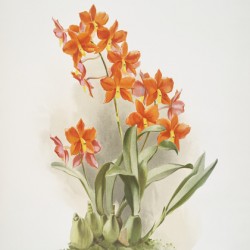 Epidendrum vitellinum from Reichenbachia Orchids 1888-1894 illustrated by Frederick Sander 1847-1920. 