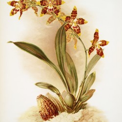Odontoglossum triumphans from Reichenbachia Orchids 1888-1894 illustrated by Frederick Sander 1847-1920. 