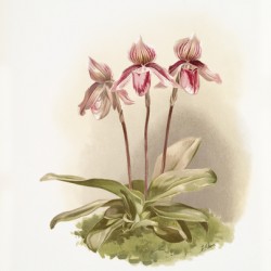 Cypripedium tautzianum from Reichenbachia Orchids 1888-1894 illustrated by Frederick Sander 1847-1920. 
