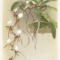 Angræcum caudatum from Reichenbachia Orchids 1888-1894 illustrated by Frederick Sander 1847-1920. 