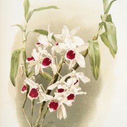Dendrobium leechianum from Reichenbachia Orchids 1888-1894 illustrated by Frederick Sander 1847-1920. 