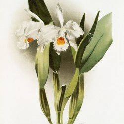 Cattleya eldorado crocata from Reichenbachia Orchids 1888-1894 illustrated by Frederick Sander 1847-1920. 
