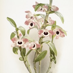 Dendrobium noile sanderianum from Reichenbachia Orchids 1888-1894 illustrated by Frederick Sander 1847-1920. 