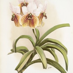 Vanda sanderiana from Reichenbachia Orchids 1888-1894 illustrated by Frederick Sander 1847-1920. 