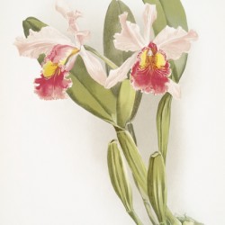 Cattleya warscewiczii from Reichenbachia Orchids 1888-1894 illustrated by Frederick Sander 1847-1920. 