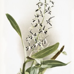 Epidendrum prismatocarpum from Reichenbachia Orchids 1888-1894 illustrated by Frederick Sander 1847-1920. 