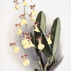 Oncidium splendidum from Reichenbachia Orchids 1888-1894 illustrated by Frederick Sander 1847-1920. 