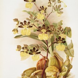 Oncidium tigrinum from Reichenbachia Orchids 1888-1894 illustrated by Frederick Sander 1847-1920. 