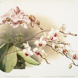 Phalænopsis sanderiana Phalænopsis intermedia portei from Reichenbachia Orchids 1888-1894 illustrated by Frederick Sander 1847-1920. 