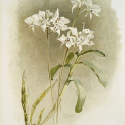 Dendrobium Johnsoniæ from Reichenbachia Orchids 1888-1894 illustrated by Frederick Sander 1847-1920. 