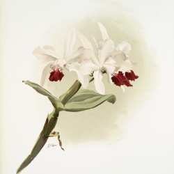 Lælia hybrida behrensiana from Reichenbachia Orchids 1888-1894 illustrated by Frederick Sander 1847-1920. 