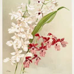 Hybrid calanthes victoria regina bella and burfordiense from Reichenbachia Orchids 1888-1894 illustrated by Frederick Sander 1847-1920. 