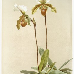 Cypripedium leeanum var giganteum from Reichenbachia Orchids 1888-1894 illustrated by Frederick Sander 1847-1920. 