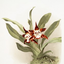 Zygopetalum burtii from Reichenbachia Orchids 1888-1894 illustrated by Frederick Sander 1847-1920. 