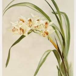 Cymbidium hybridum winnianum from Reichenbachia Orchids 1888-1894 illustrated by Frederick Sander 1847-1920. 