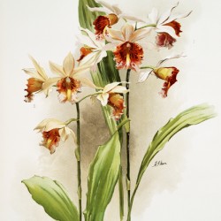 Hybrid of Phaius and Amabilis Phaius hybridus amabilis and Hybrid of Phaius and marthiæ Marthi phaius hybridus marthiæ from Reichenbachia Orchids 1888-1894 illustrated by Frederick Sander 1847-1920. 