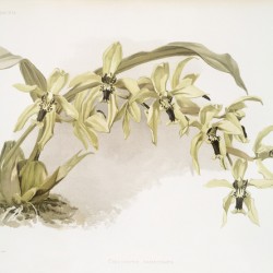 Coelogyne pandurata from Reichenbachia Orchids 1888-1894 illustrated by Frederick Sander 1847-1920. 