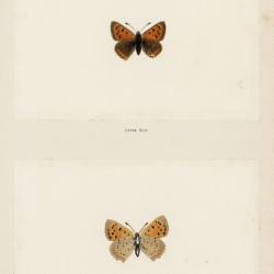American copper Chrysophanus Hypopleas from Moths and butterflies of the United States 1900 by Sherman F. Denton 1856-1937. 