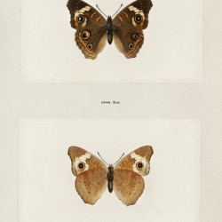 Buckeye Junonia Coenia from Moths and butterflies of the United States 1900 by Sherman F. Denton 1856-1937. 