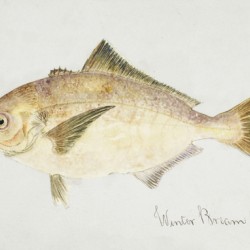 Antique fish seriolella punctata silver warehou South Pacific Fishes by Frank Edward Clarke 1849-1899. 