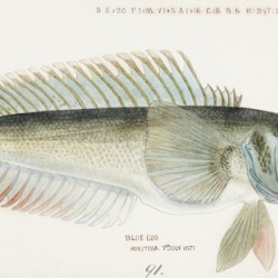 Antique fish Parapercis colias South Pacific Fishes by Frank Edward Clarke 1849-1899. 