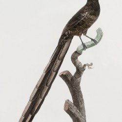 Magpie Bird of Paradise female 