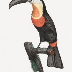 Green-billed toucan 